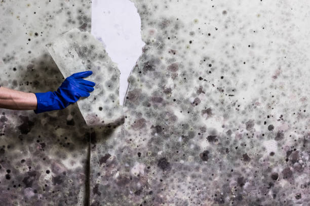 Best Black Mold Remediation in Hazleton, PA